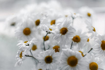 white daisies in a vase in a window 