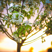white spring blossoms on a tree at sunrise 