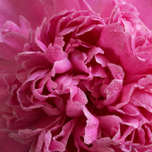 wet pink Peony Flowers Bouquet In Vase