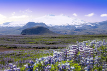 meadow of purple flowers and distant church with mountains 