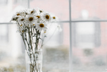 white daisies in a vase in a window 