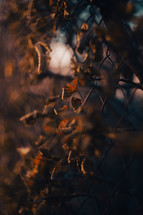 Autumn leaves growing through a wire fence, chicken wire, fencing, fall setting, sunset