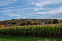 Corn stalks in the fall