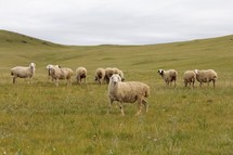 flock of grazing sheep 