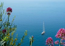 Flowers on the Amali Coast in Italy 