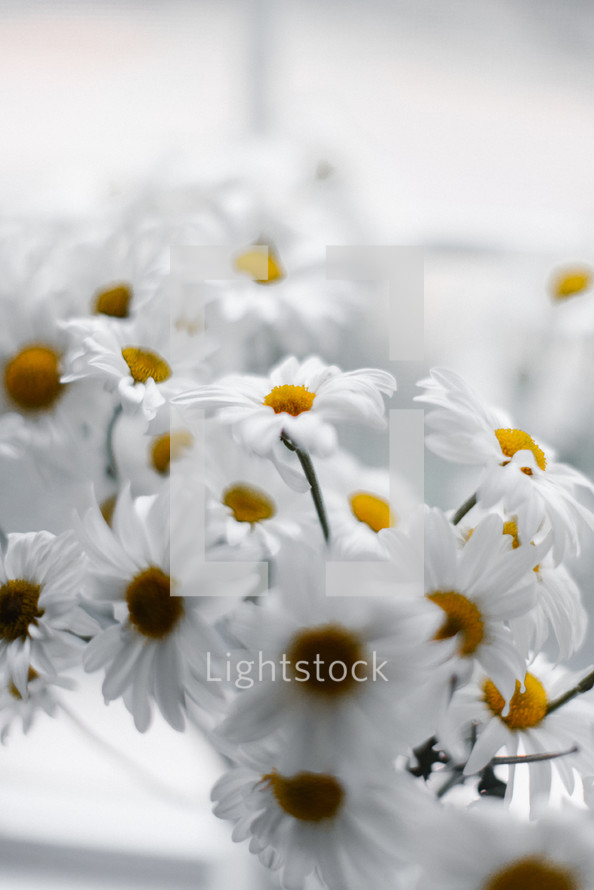 white daisies in a vase 