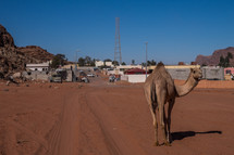 a camel in a desert city 