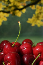 red cherries closeup 