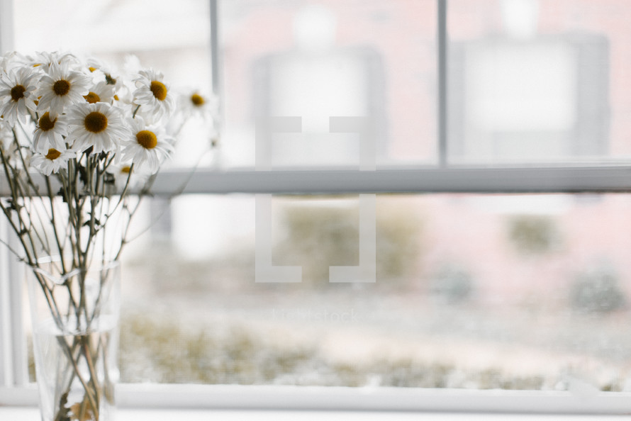 white daisies in a vase near a window 