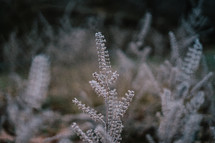 frost on vegetation outdoors 