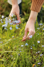 young woman plucks wild blue flowers in the green park on summer sunny day. girl with curly hair in dress makes bouquet of beautiful flowers. vertical photo.