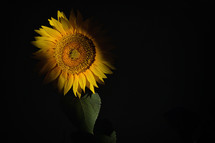 yellow sunflower in shadows 