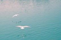 seagulls flying over the ocean 
