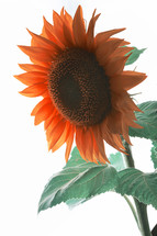 Details of Sunflower Shoot in Studio on White Background