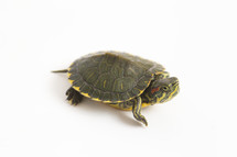 red eared slider turtle 