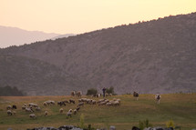 cattle and sheep on a hillside 