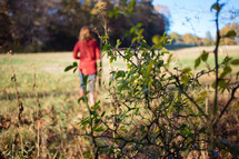 branch of a bush in a field, with a woman walking in the field
