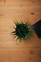 aloe plant and Bible 
