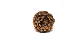 a pine cone on a white background 