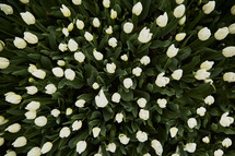 above white tulips 