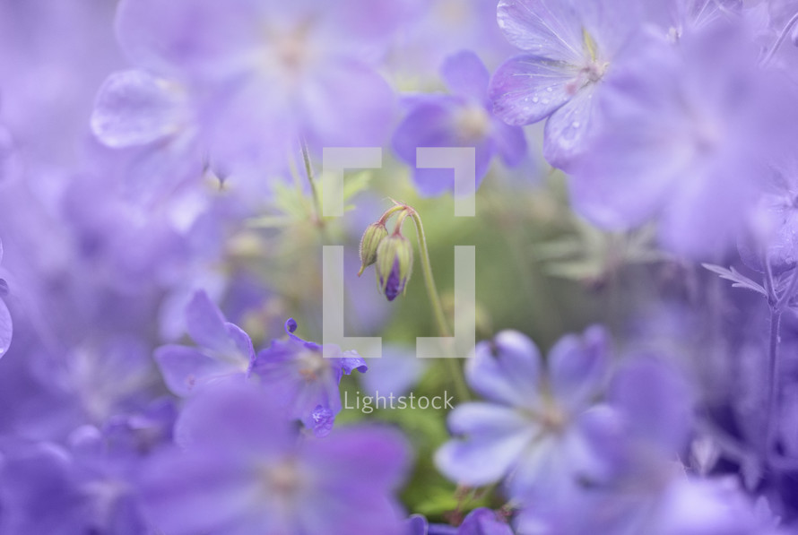 closeup of purple flowers 