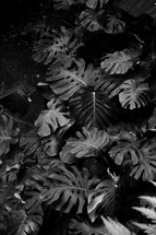tropical house plants in black and white 