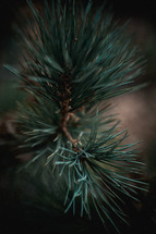 pine needles 