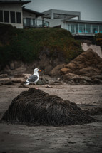 seagull standing on a rock on a beach 