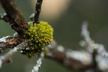 moss on a branch 