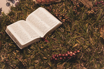 BIble in grass