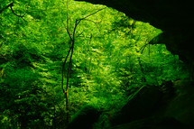In a cave looking out into the woods. 