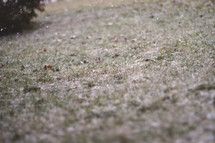 A light dusting of snow on the lawn.