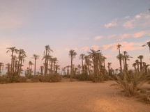desert palms 