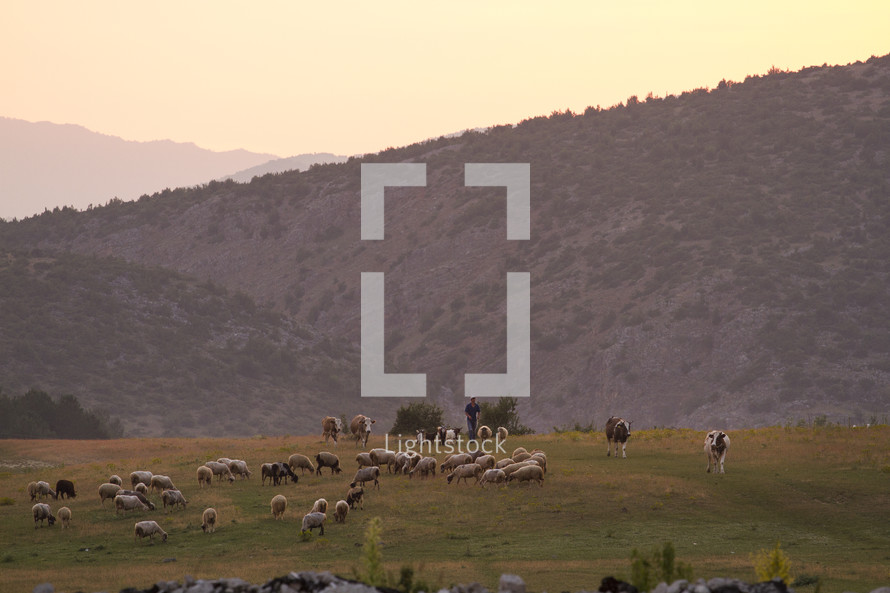 cattle and sheep on a hillside 