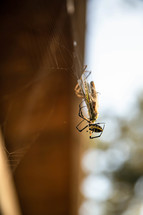 spider catching a bug in a web 