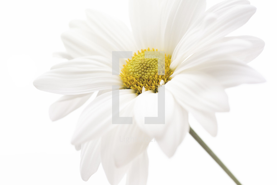 white daisy on white 