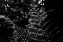 fern in black and white 