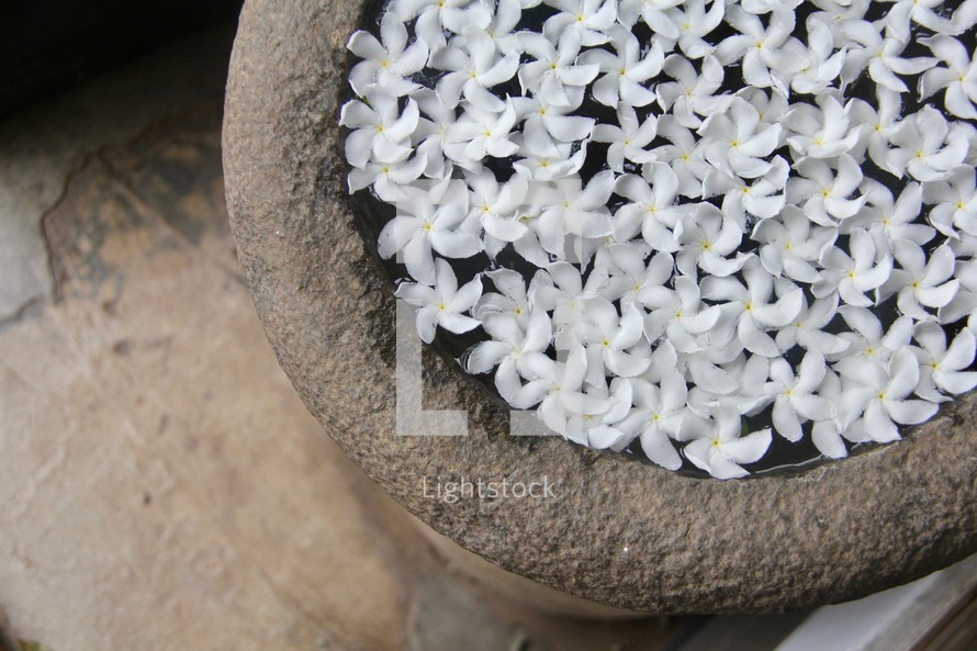 White flowers in a stone water bowl at a temple 
