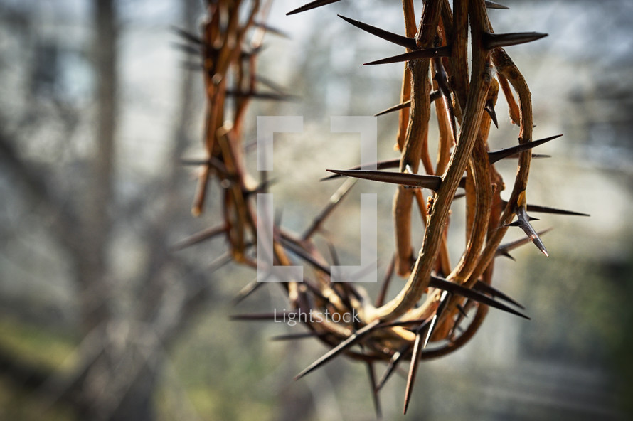 crown of thorns and nature background 