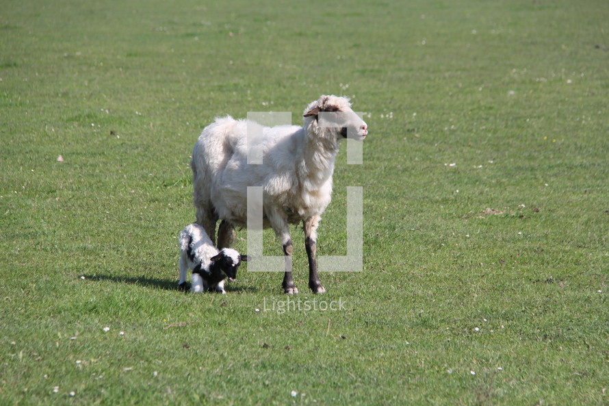 lamb and mother sheep 