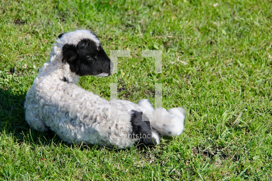 lamb sleeping in grass