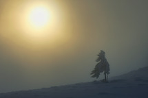 Isolated tree in the winter mist in Ciucas Mountains, Romania