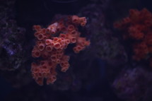 coral polyps 