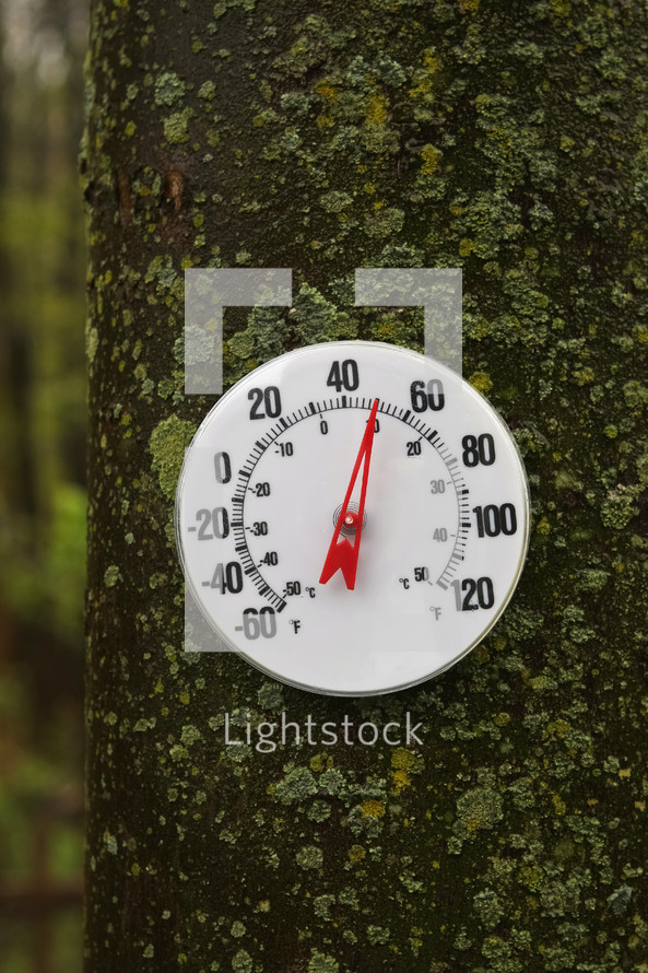 thermometer on a tree trunk 