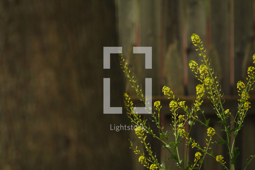 Wild Mustard Flowers