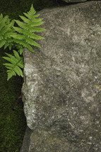 fern behind a rock 