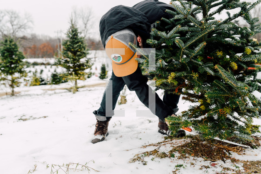 man cutting down a Christmas tree 