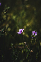 tiny purple flower 