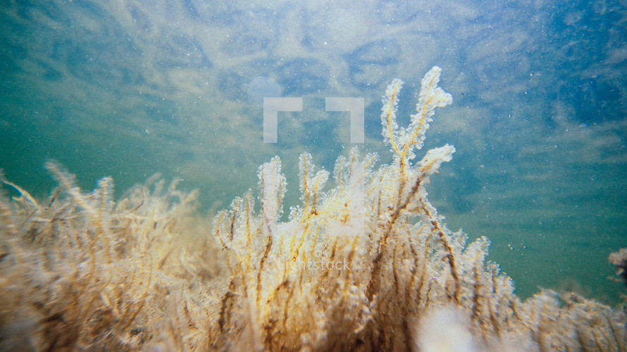 seaweed under water 
