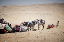 camels and horses in the desert 